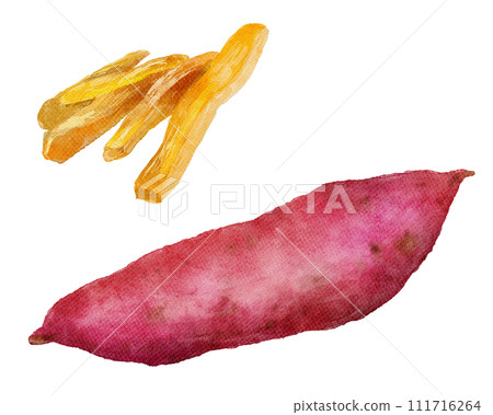 Dried sweet potato watercolor illustration 111716264
