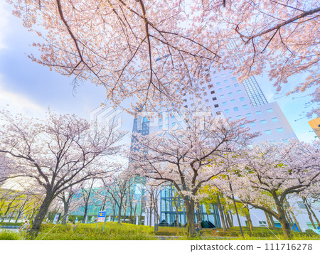 盛開的櫻花和高樓大廈 盛開的櫻花和高樓大廈 111716278