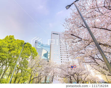Cherry blossoms in full bloom and high-rise office buildings Cherry blossoms in full bloom and high-rise office buildings 111716284