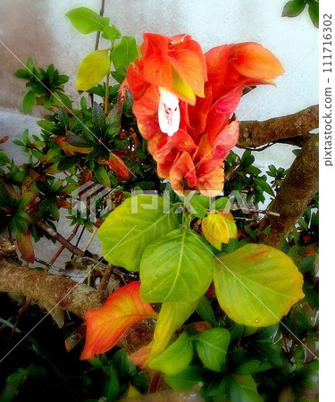 家裡的花（南九州） 111716302