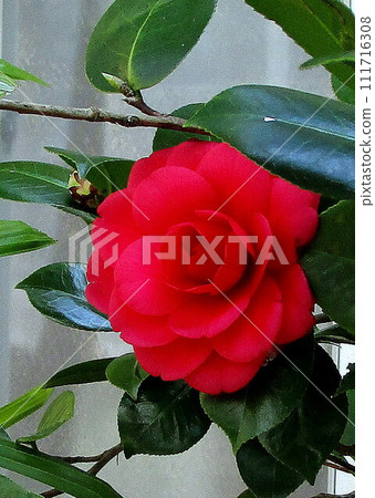 Flowers at home (Minamikyushu) Flowers at home (Minamikyushu) 111716308