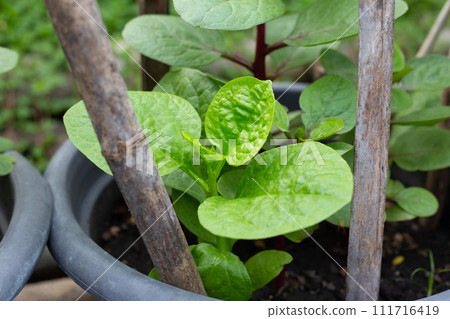Ceylon spinach or basella rubra linn Ceylon spinach or basella rubra linn 111716419