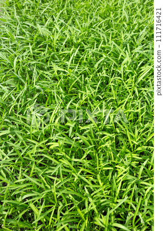 Water spinach or water convolvulus in vegetable patch Water spinach or water convolvulus in vegetable patch 111716421