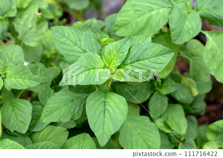 Amaranthus blitum plant in the garden Amaranthus blitum plant in the garden 111716422