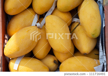Yellow mangoes in the market 111716491