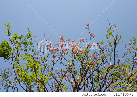 Trumpet Tree, Pink Poui, New World Trumpet, Rosy Trumpet Trumpet Tree, Pink Poui, New World Trumpet, Rosy Trumpet 111716572