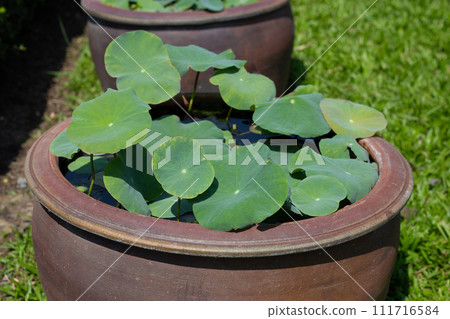 Beautiful water lily. Lotus water plant in a pot Beautiful water lily. Lotus water plant in a pot 111716584