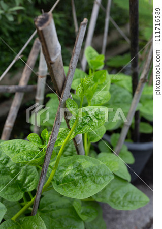 Ceylon spinach or basella rubra linn 111716589