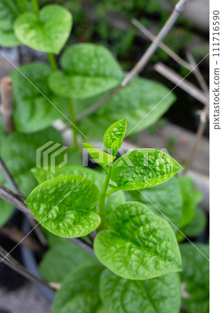 Ceylon spinach or basella rubra linn 111716590