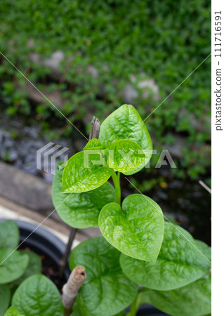 Ceylon spinach or basella rubra linn 111716591