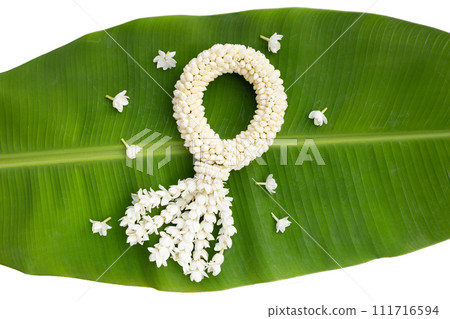 Thai white jasmine flower garland Thai white jasmine flower garland 111716594
