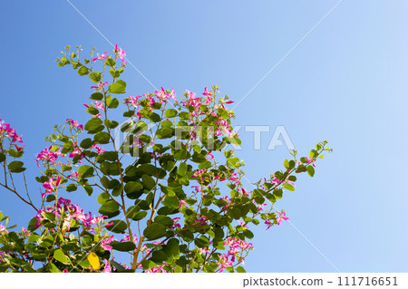 Bauhinia purpurea tree with pink flower Bauhinia purpurea tree with pink flower 111716651