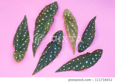 Begonia maculata leaves on pink background. 111716652