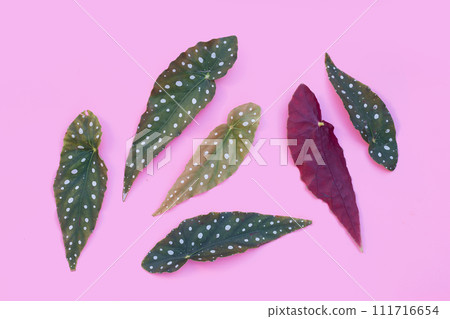 Begonia maculata leaves on pink background. Begonia maculata leaves on pink background. 111716654