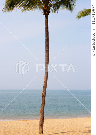 Coconut palm tree with sea 111716674