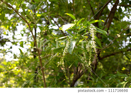 Florida fiddlewood flower or Spiny fiddlewood Florida fiddlewood flower or Spiny fiddlewood 111716698