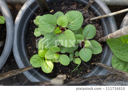 Ceylon spinach or basella rubra linn Ceylon spinach or basella rubra linn 111716810