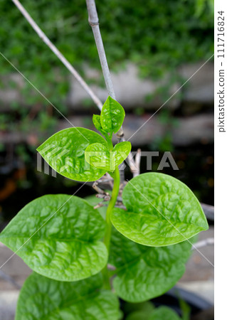 Ceylon spinach or basella rubra linn Ceylon spinach or basella rubra linn 111716824