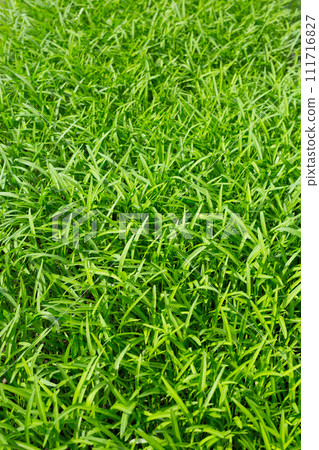 Water spinach or water convolvulus in vegetable patch 111716827