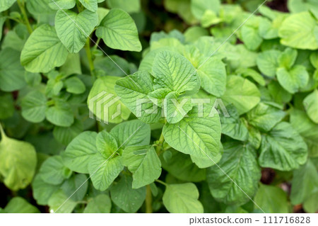 Amaranthus blitum plant in the garden 111716828