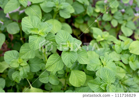Amaranthus blitum plant in the garden Amaranthus blitum plant in the garden 111716829