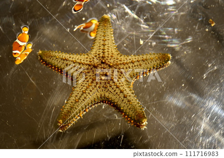 Little Hitodemodoki Little Hitodemodoki 111716983