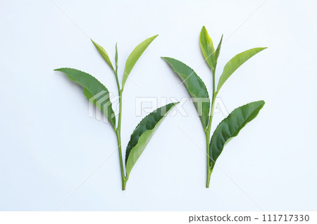 剛採摘的茶葉 剛採摘的茶葉 111717330