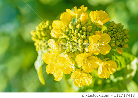 房子周圍的花朵 — 不同的季節 — 早春油菜花盛開的風景 111717418