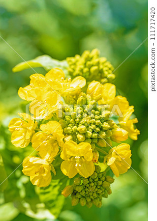 房子周圍的花朵 — 不同的季節 — 早春油菜花盛開的風景 111717420