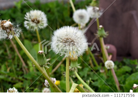 蓬鬆的蒲公英 111717556