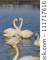 Swan heart shape 111717616