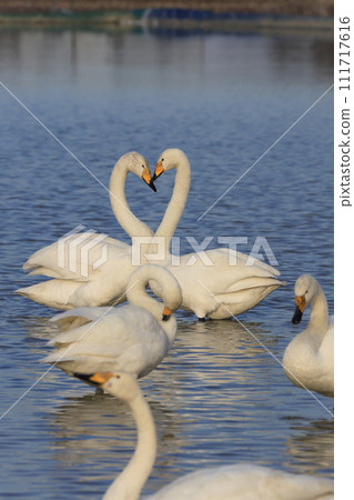 Swan heart shape Swan heart shape 111717616