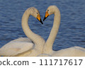Whooper Swan Heart 111717617