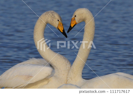 大天鵝心 111717617