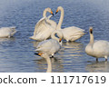 Whooper Swan Heart 111717619