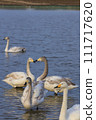 Whooper swan young heart 111717620