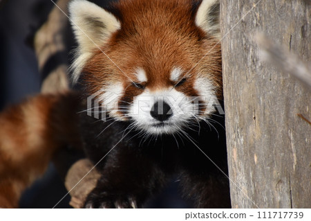 Shisen Red Panda (Maruyama Zoo)/Sapporo, Hokkaido 111717739