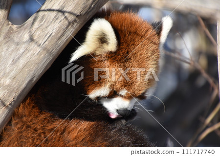 紫仙小熊貓（圓山動物園）/北海道札幌 111717740