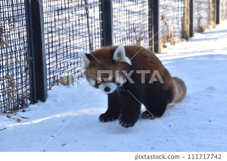 紫仙小熊貓（圓山動物園）/北海道札幌 111717742