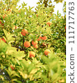 Kumquat tree feels like spring 111717763