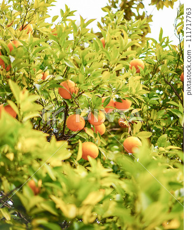 Kumquat tree feels like spring 111717763
