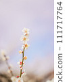 Japanese spring tradition: Plum blossoms 111717764