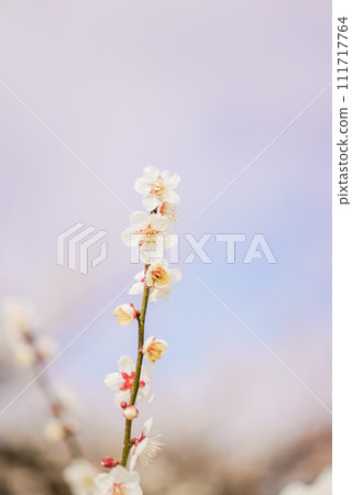 Japanese spring tradition: Plum blossoms 111717764