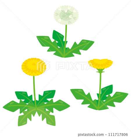 set of dandelions 111717806