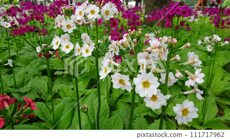 山梨縣/普利米爾博物館[富士本棲湖度假村/5月] 111717962