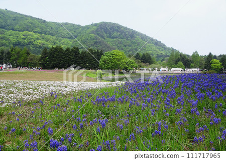 Yamanashi Prefecture/Scenery of Muscari blooming [Fuji Motosuko Resort, May] 111717965