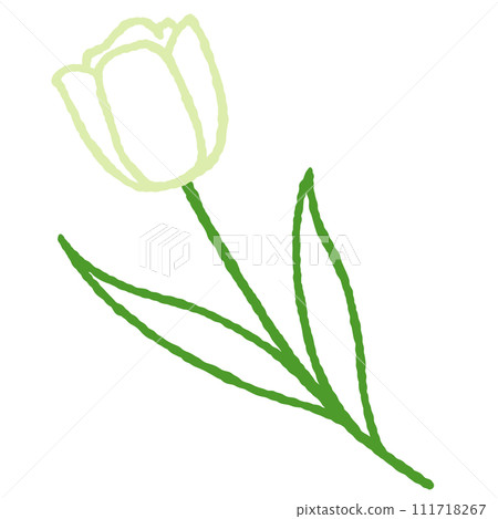 simple white tulip illustration 111718267