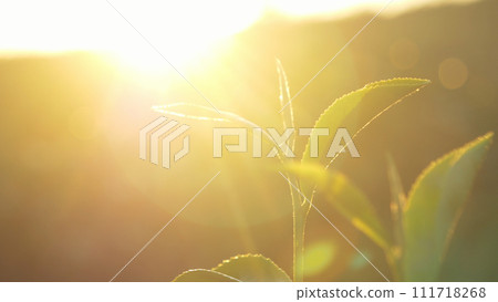 Green tea tree leaves field Fresh young tender bud herbal in farm on summer morning. Sunlight Green tea tree plant camellia sinensis in organic farm. Close up Tree tea plant green nature in morning Green tea tree leaves field Fresh young tender bud herbal in farm on summer morning. Sunlight Green tea tree plant camellia sinensis in organic farm. Close up Tree tea plant green nature in morning 111718268