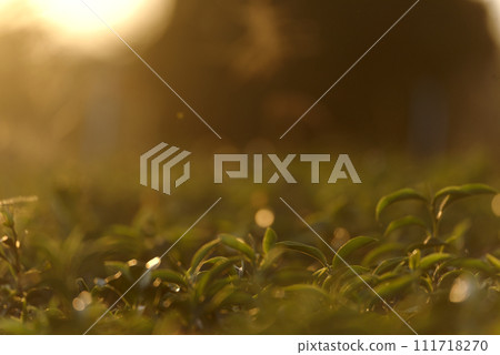 Green tea tree leaves camellia sinensis in organic farm sunlight. Fresh young tender bud herbal farm on summer morning. Sunlight Green tea tree plant. Close up Tree tea plant green nature in morning Green tea tree leaves camellia sinensis in organic farm sunlight. Fresh young tender bud herbal farm on summer morning. Sunlight Green tea tree plant. Close up Tree tea plant green nature in morning 111718270