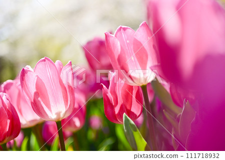 Bright bright pink tulip flowers 111718932